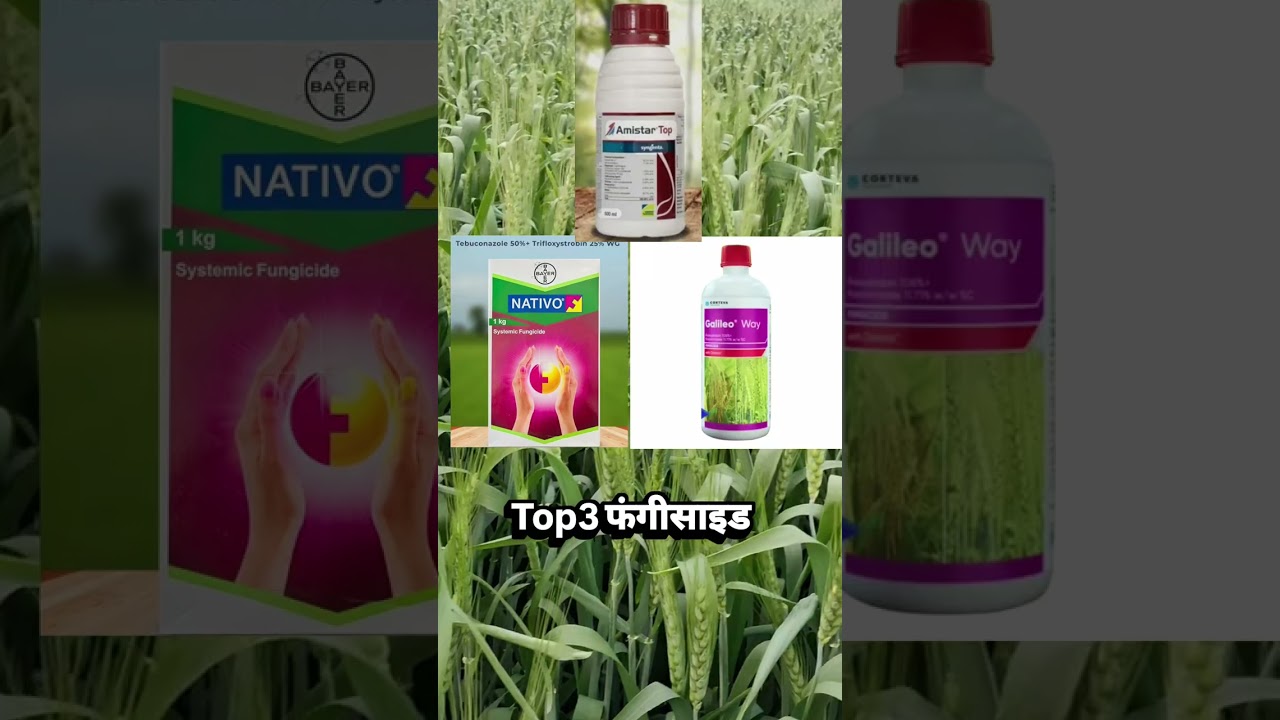 गेहूं की फसल में फंगस से बचाव किस दवा का करें इस्तेमाल Top Fungiside डोज और रिजल्ट पूरी जानकारी