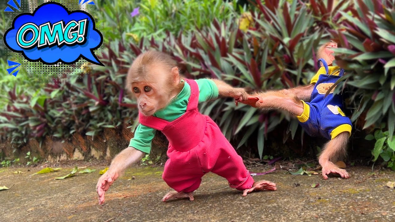 Monkey Bon bursts into tears when Moon goes missing – The rescue begins!