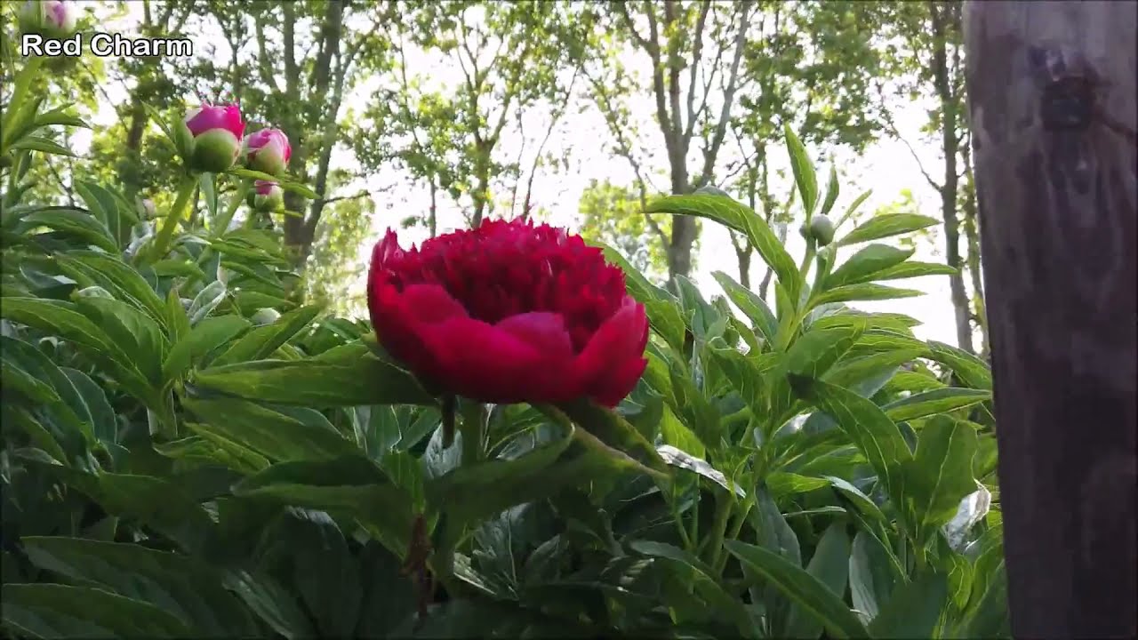 Peony Red Charm  - Peony Plants and Roots online.