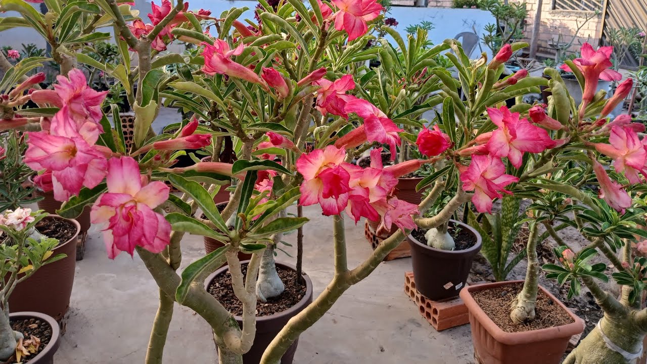 MINHA ROSA DO DESERTO ZOE!