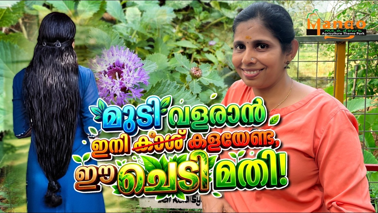 കാടുകയറുന്ന പോലെ മുടി വളരാൻ കേശവർദ്ധിനി മാജിക്! #haircare #naturalhair #keshavardhini #mangomeadows