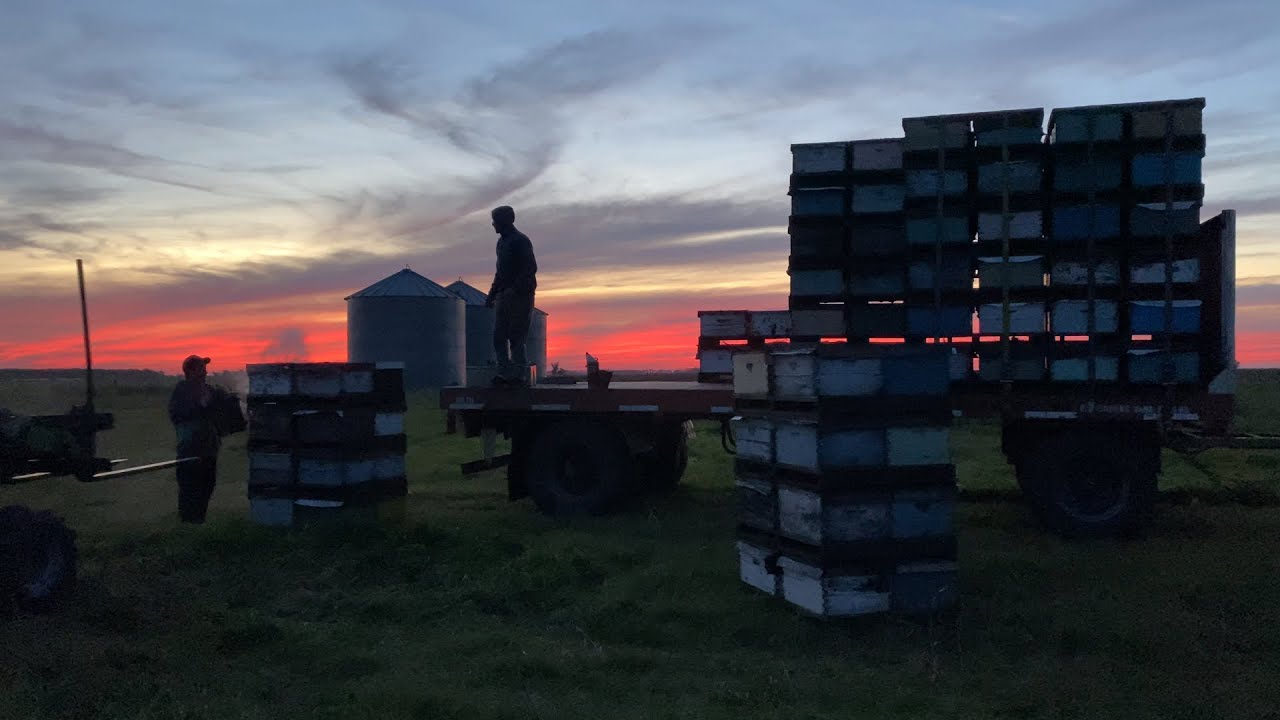 Seguimos movilizando nuestra colmenas !! A floración de naranjos#97