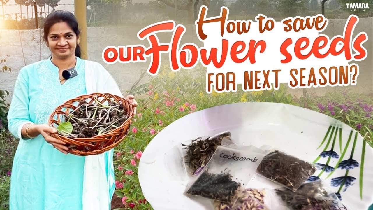 Flower seeds మన విత్తనాల్ని దాచుకుని వాడటం వల్ల ఎక్కువ పూత కాపు ఉంటదని మీకు తెలుసా? | @MADGARDENER