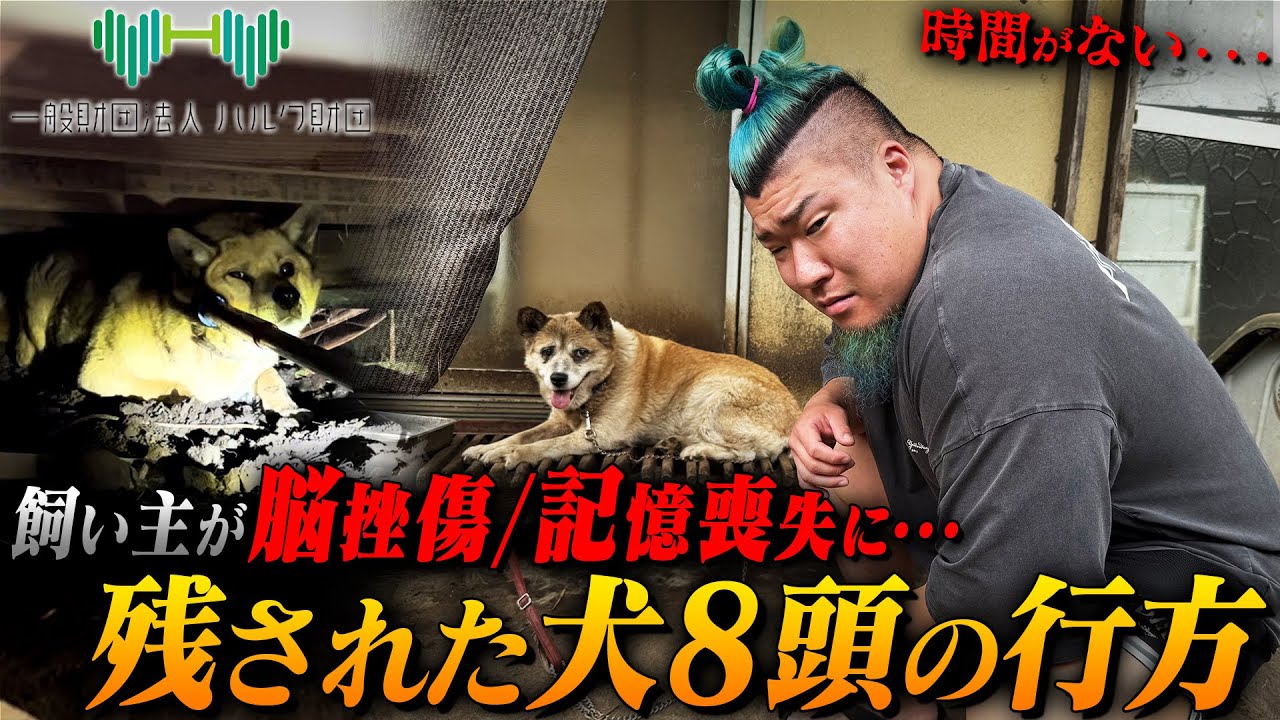 【前編】記憶喪失で“全ての過去”が消えた飼い主の犬たちを保護しました#ハルク財団
