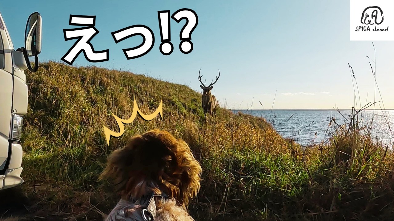 道東の果てで、巨大な牡鹿と目が合った。／オスカと北海道旅