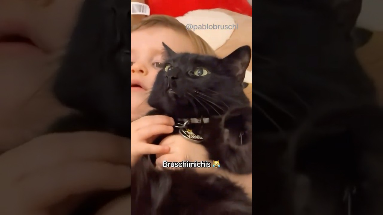 BRUSCHIMICHIS 364 😹