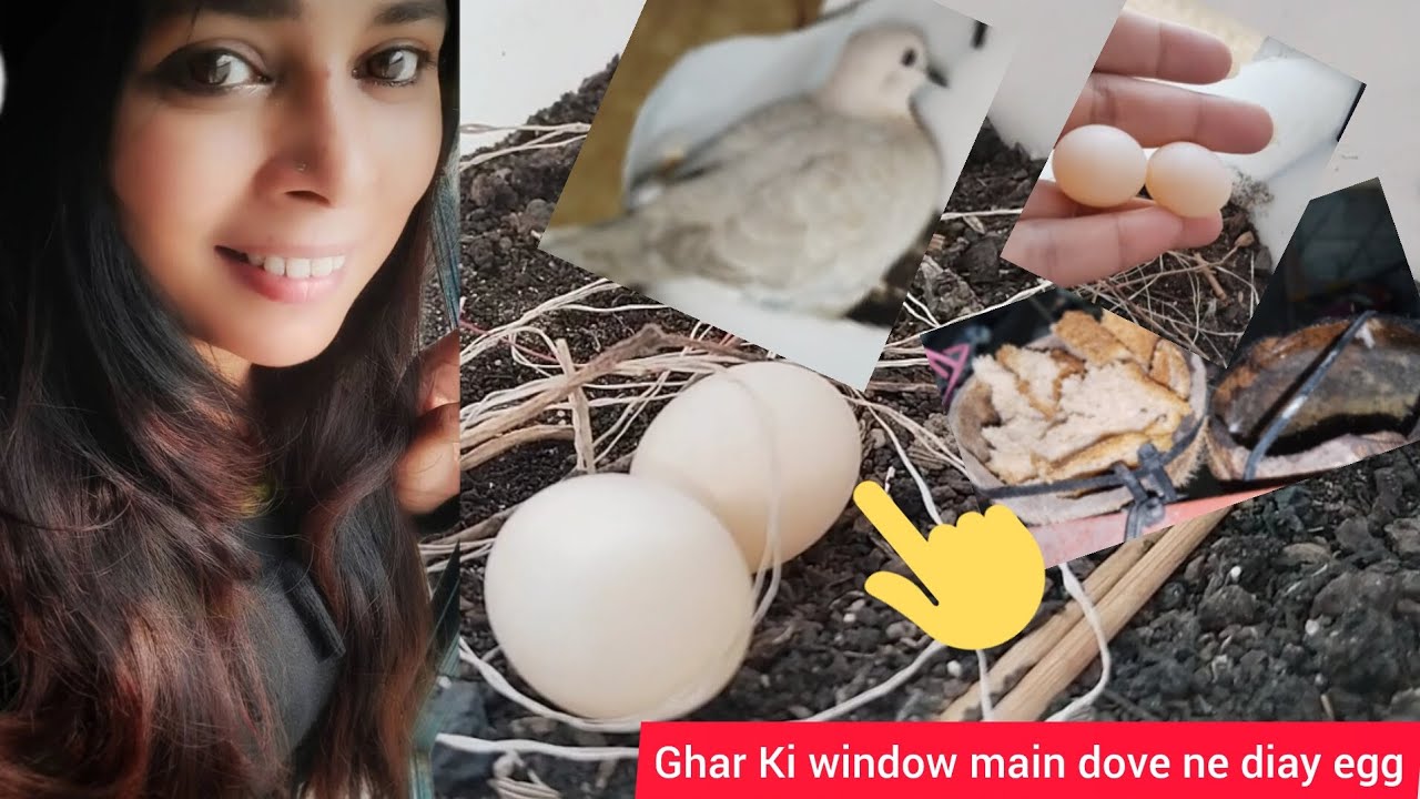 Ghar Ki window main mily dove K anday || Kia dove BHI anday tor dety hayen ager dekh lo in KO,??????