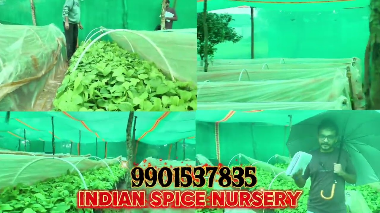 Black Pepper Nursery | All Verities Pepper Plants Available | Quality pepper plants Nursery