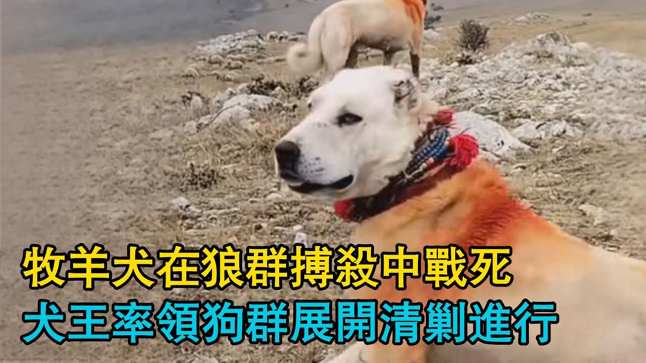 牧羊犬在狼群搏殺中戰死，犬王率領狗群展開清剿進行，冬天第一場雪，牧民與狼群的戰爭即將打響！