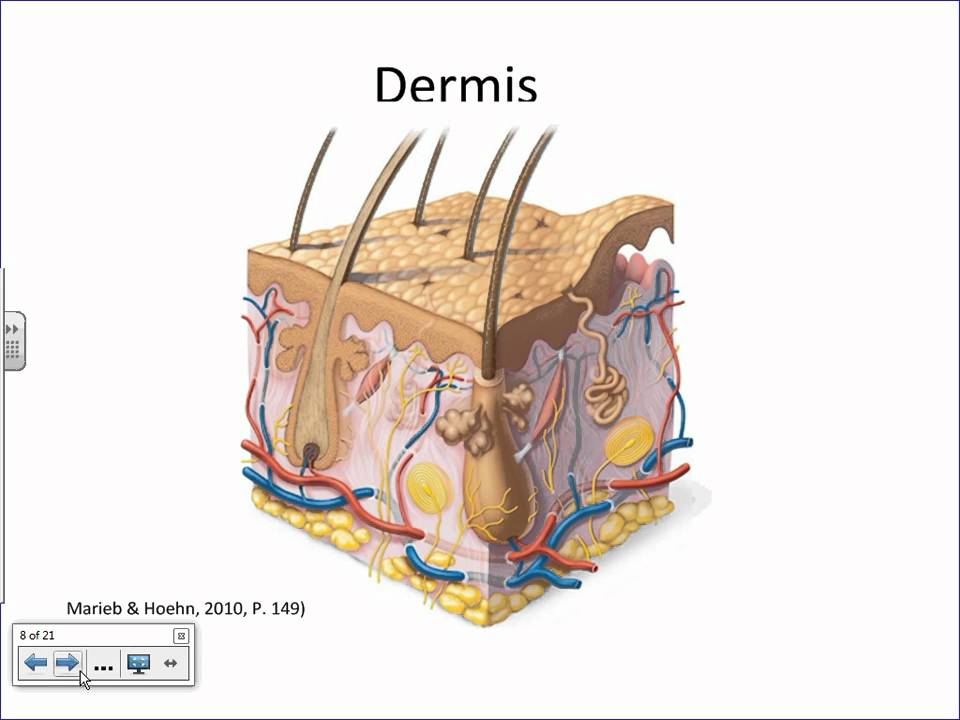 Integumentary System Overview.wmv