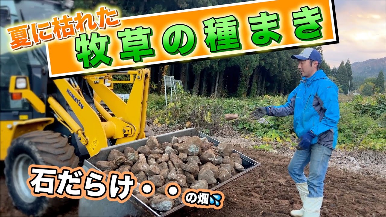 干ばつで牧草が枯れたので「草地更新」！沢山の石が採れました。