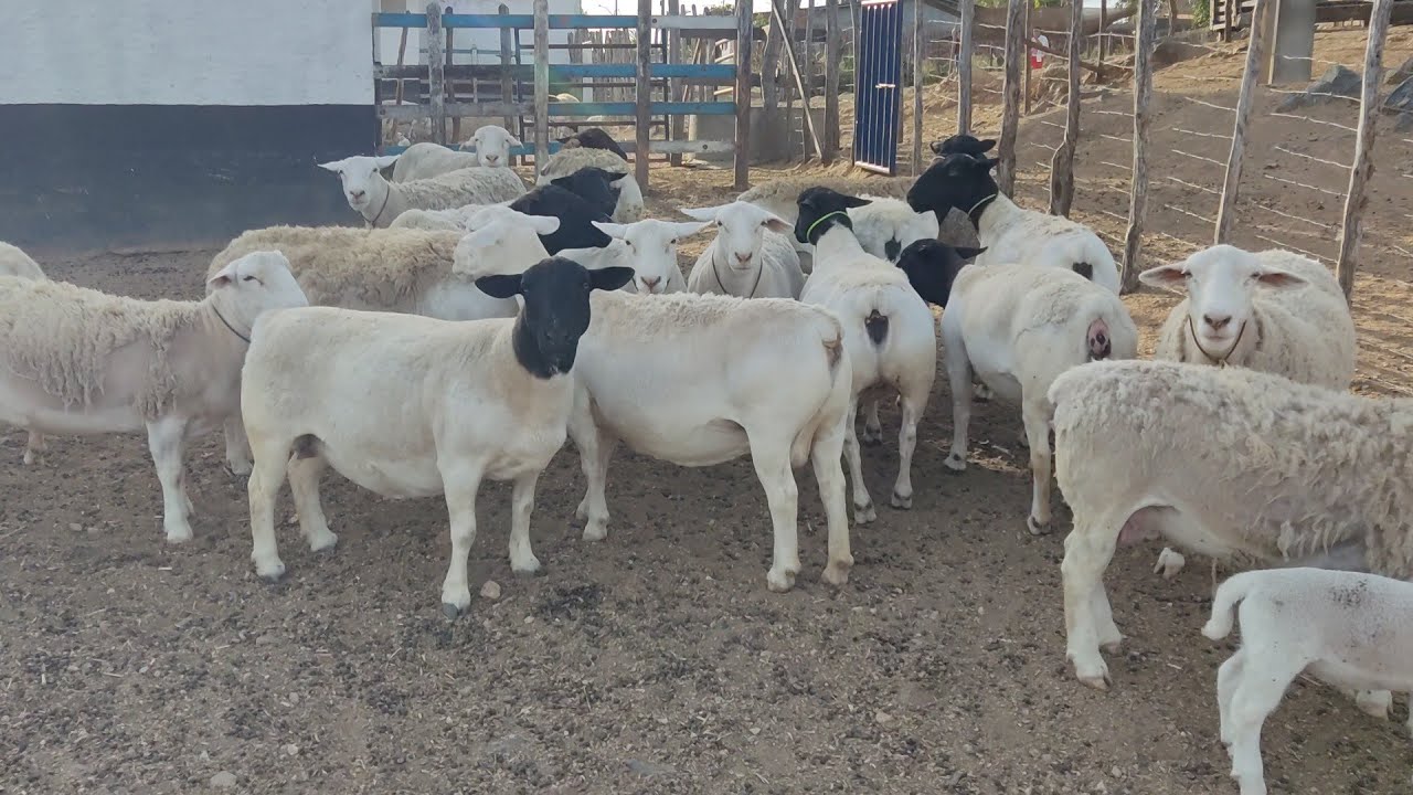 Mais uma vez na JP Rancho fazendo vídeo das White Dorper e Dorper só qualidade.👆🏻🐑💥✅