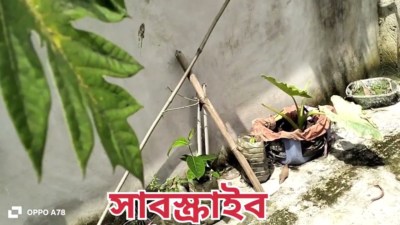   চুল কালো করার পেস্ট?? ২০/৯/২৫