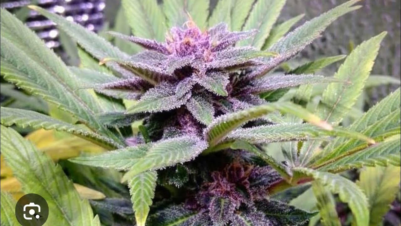 WVY - Mendo Purple live resin sauce