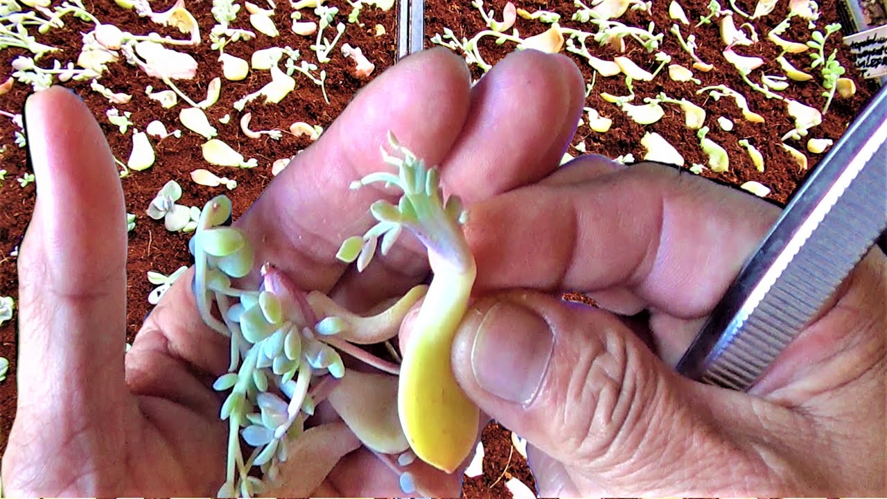 HOW TO Pot Up PROPAGATED CRESTED Succulents