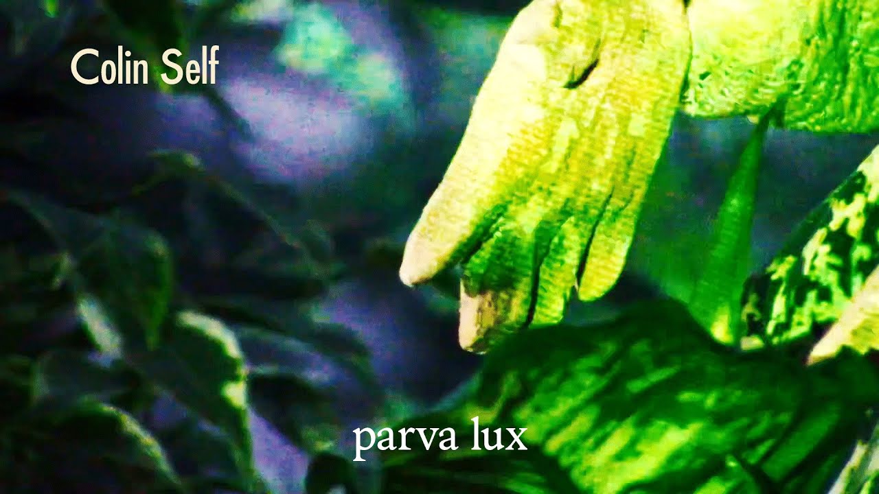 Colin Self - parva lux