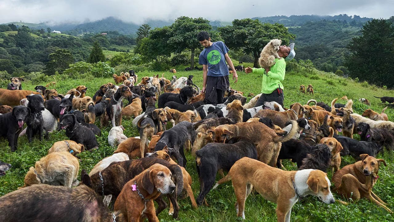 In the Land of the Strays: A Haven for Abandoned Dogs