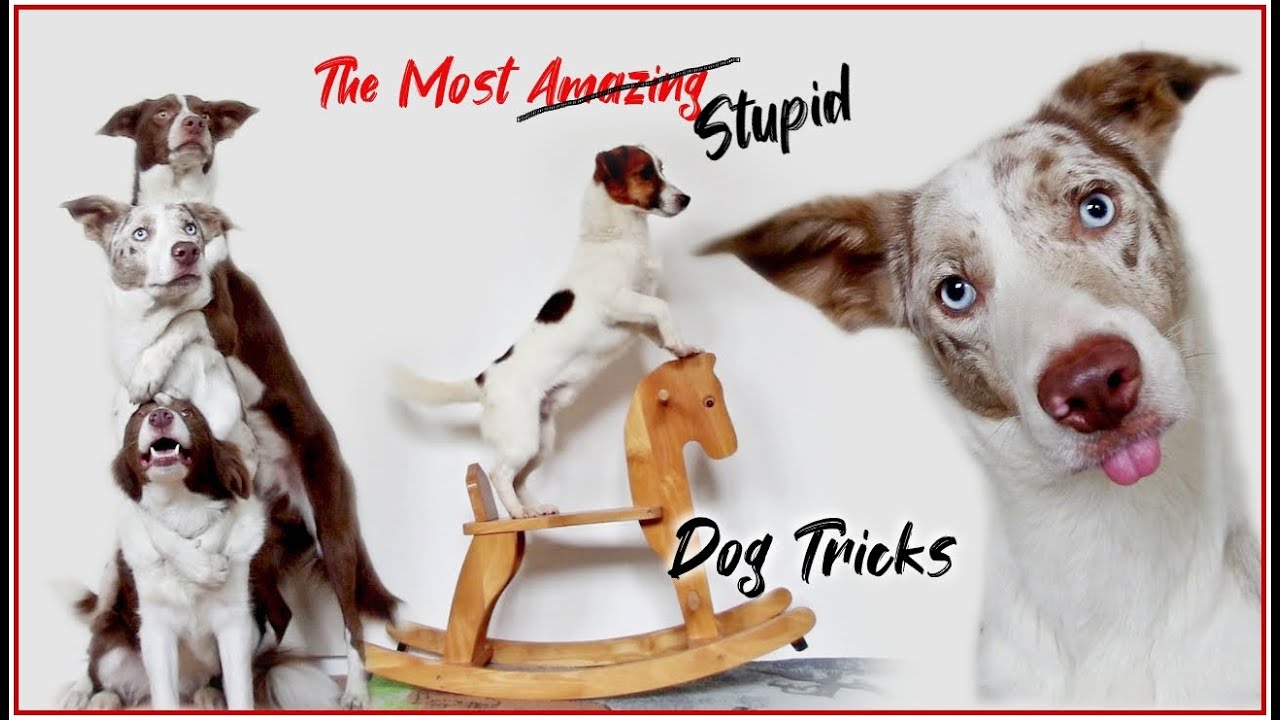The Most Stupid Dog Tricks!