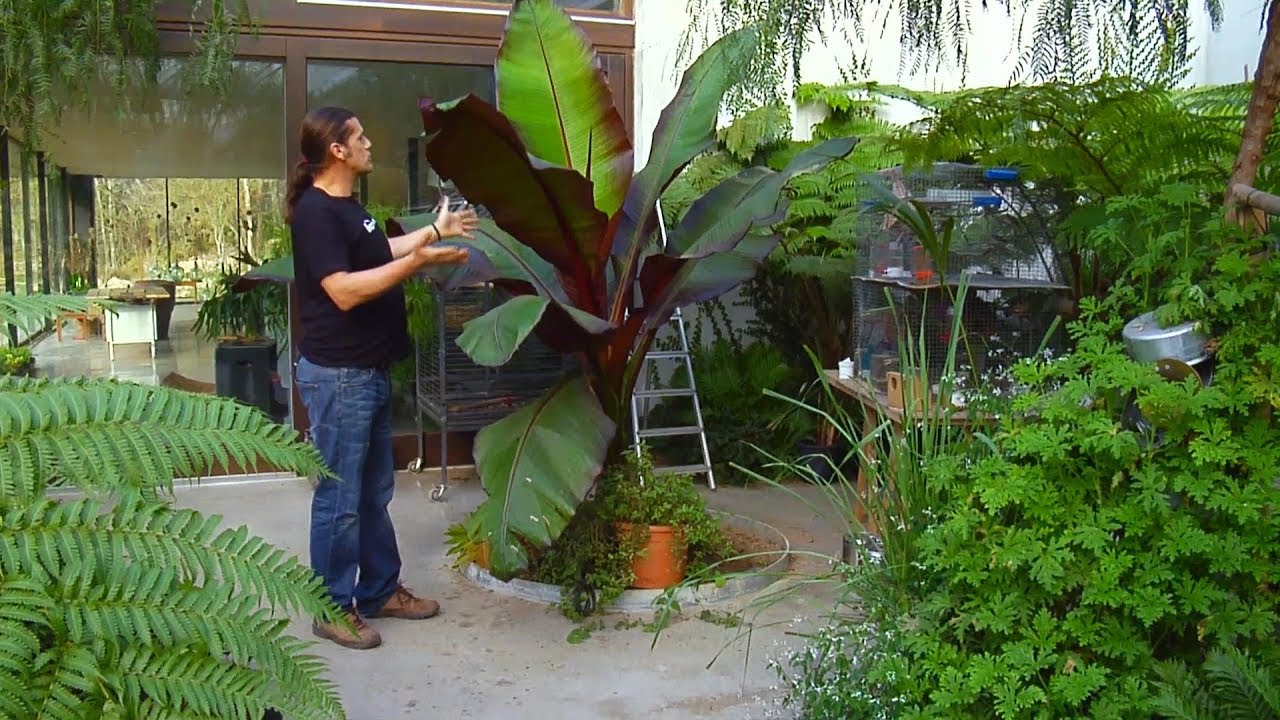Falso banano rojo o ensete - Decogarden - Jardinatis