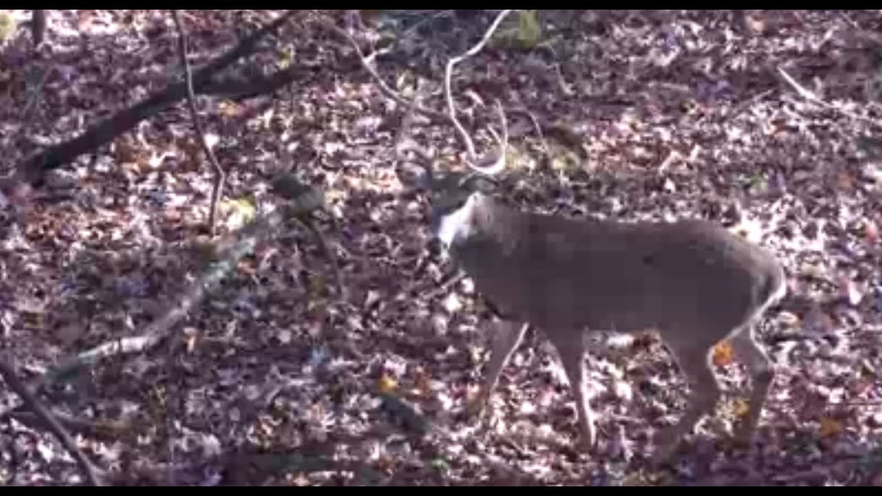 Expert Advice About How to Hunt Pressured Whitetail Bucks