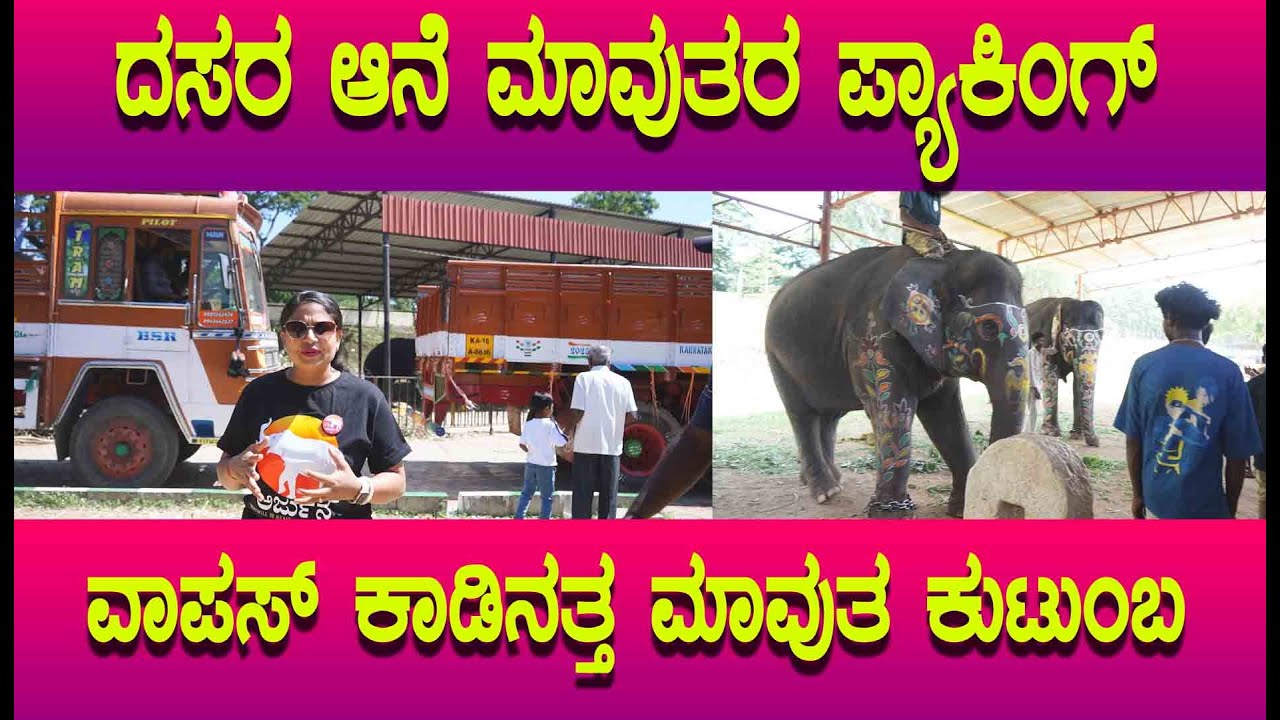 Dasara 2025 ದಸರ ಆನೆಯ ಕುಟುಂಬದವರು ವಾಪಸ್ ಕಾಡಿಗೆ ಹೊರಡಲು ಹೇಗೆ ಸಿದ್ದರಾಗಿದ್ದಾರೆ ನೋಡಿ.