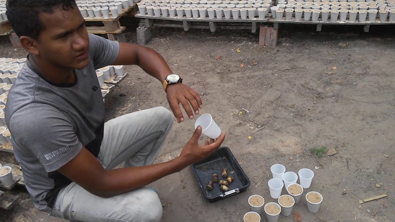 PRODUÇÃO DE MUDAS PRÉ-BROTADAS DE CANA-DE-AÇÚCAR (MPB).