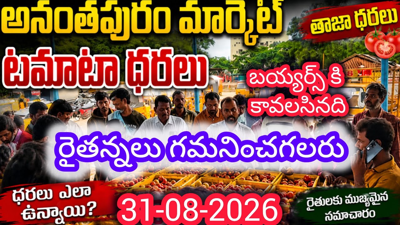 Today Anantapur tomato market rates #todaytomatorates #anantapurtomatomarket #tomatomarket