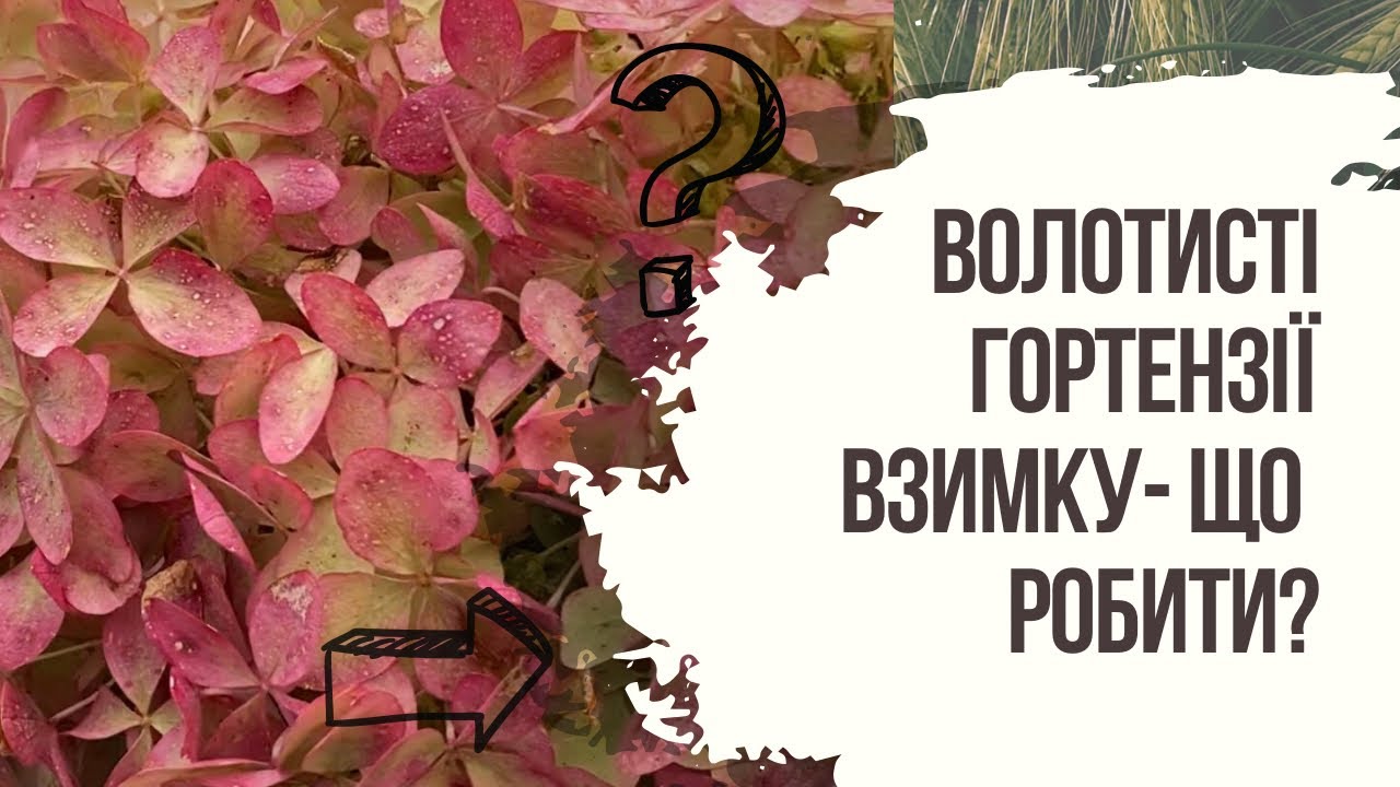 ВОЛОТИСТІ ГОРТЕНЗІЇ взимку. Чи потрібно їх обрізати та вкривати?