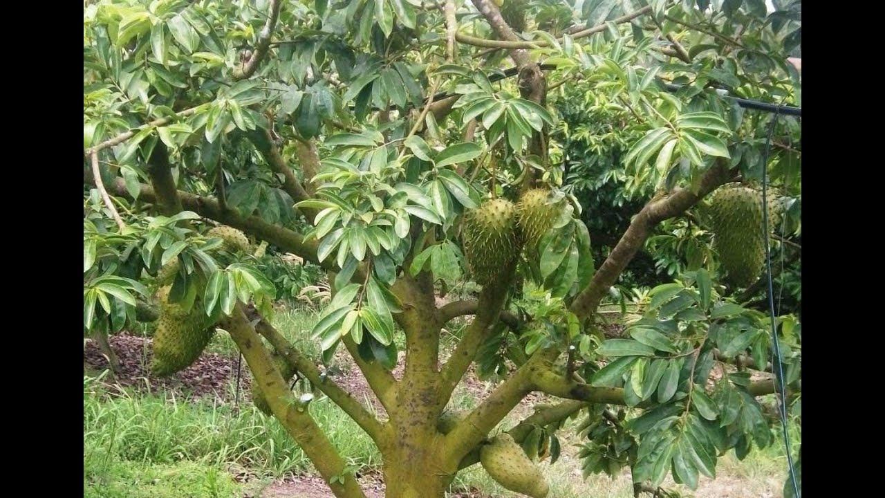 Poda da Graviola