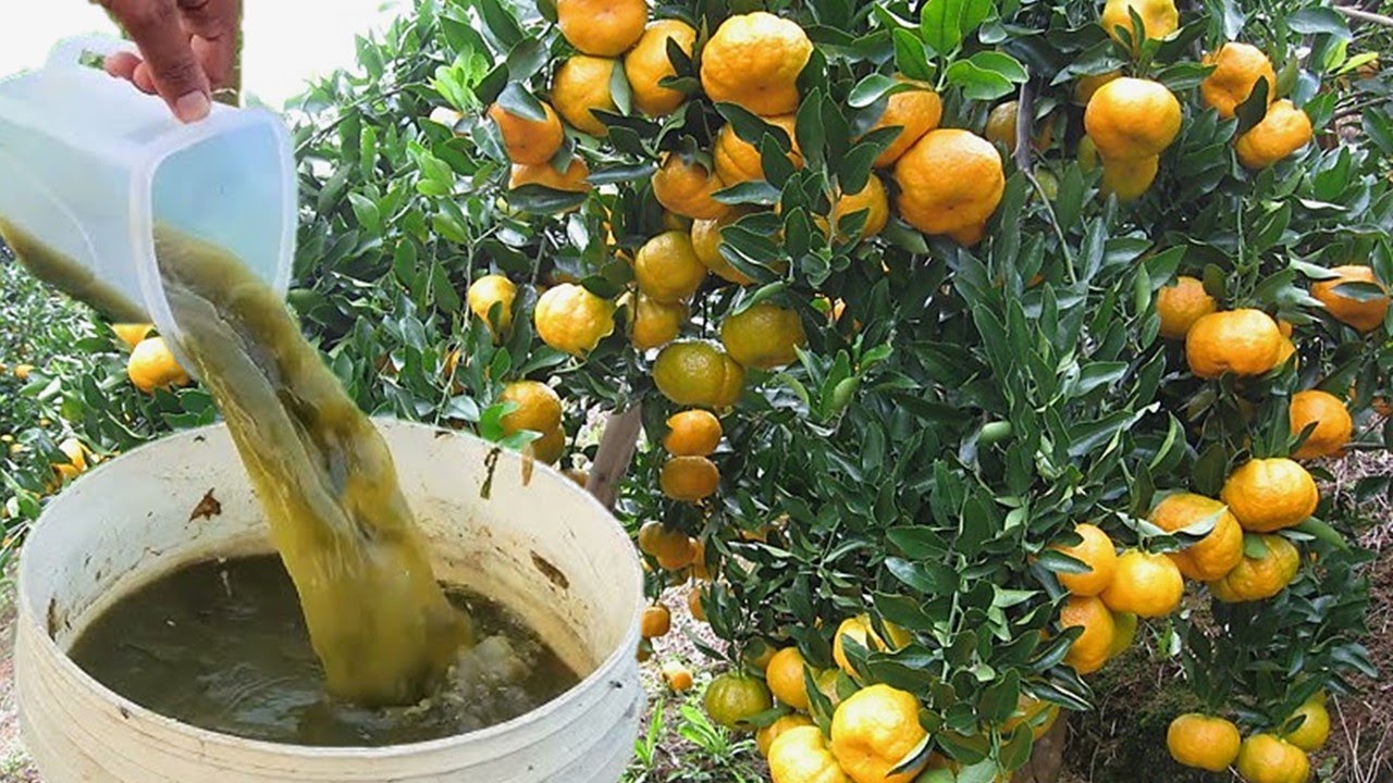 MORRIA E NÃO SABIA: Apenas 1 copo faz CARREGAR DE TANTOS FRUTOS (Laranja o ano todo)