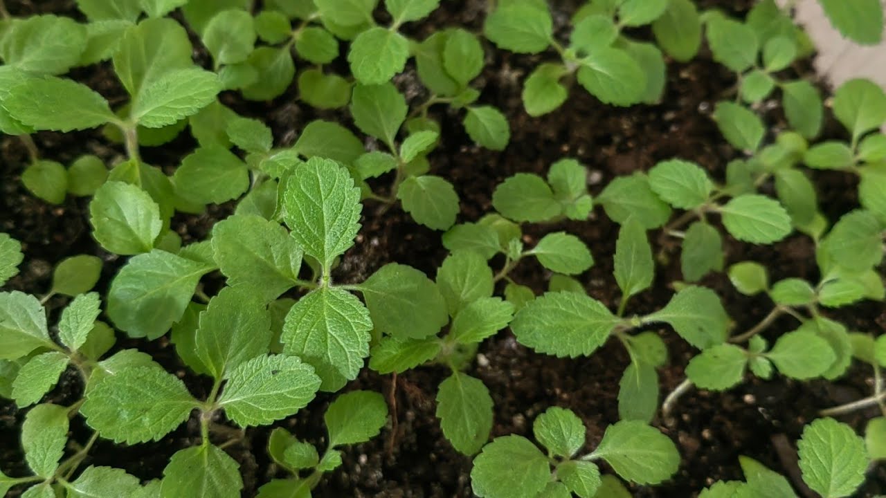 ВЕРБЕНА БОНАРСКАЯ 🌿рассада в апреле 2023 года