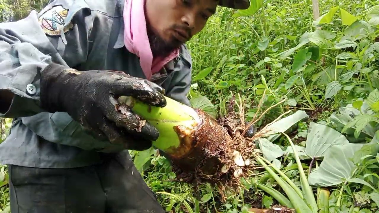 keladi Cina super Mantap
