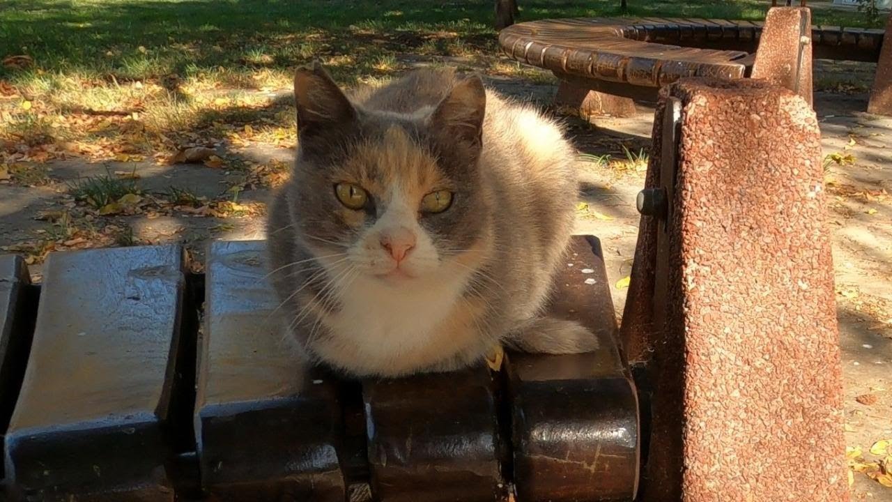 The Perfect Loaf Cat - Stray Cat Loafs and Unloafs