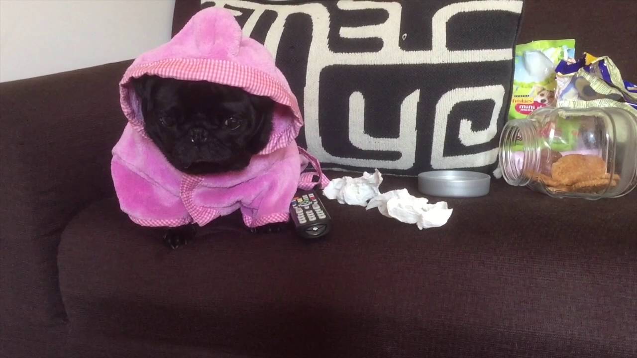 Quando sei un cane di piccola taglia