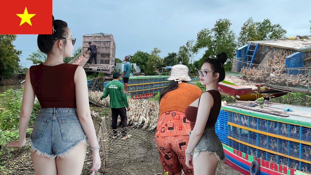 Amazing - From Rags to Riches: Duck Farming by Boat & Truck Brings Billions in Profits 🦆🚛⛵💰
