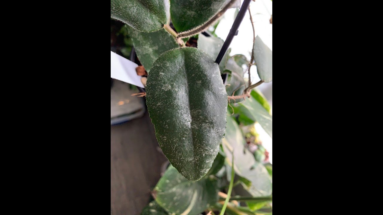 Neglected Hoya Caudata Sumatra now in ICU trying to root Hoya Caudata