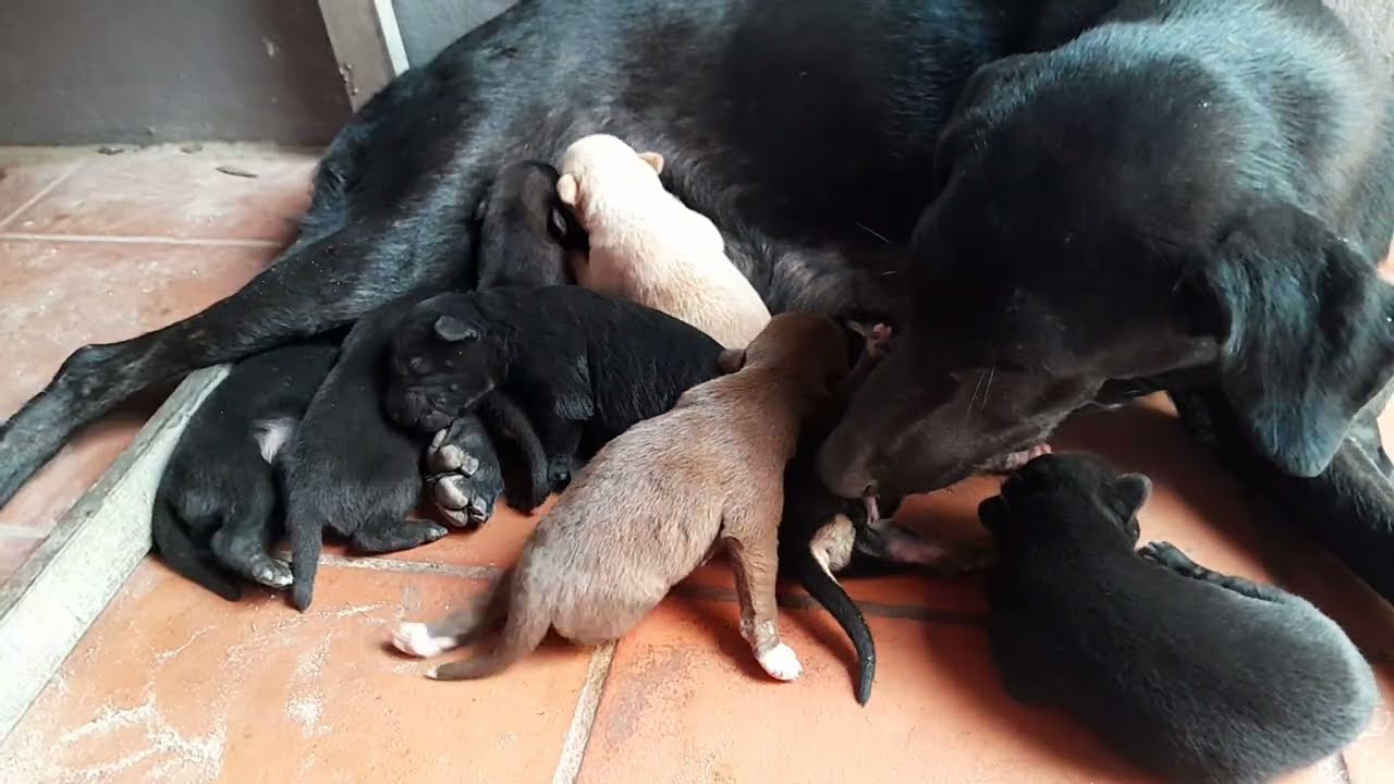 Mom dog is taking care of her newborn puppies they are lovely 