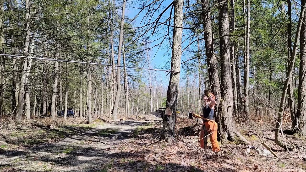 Tree Falling :: 18