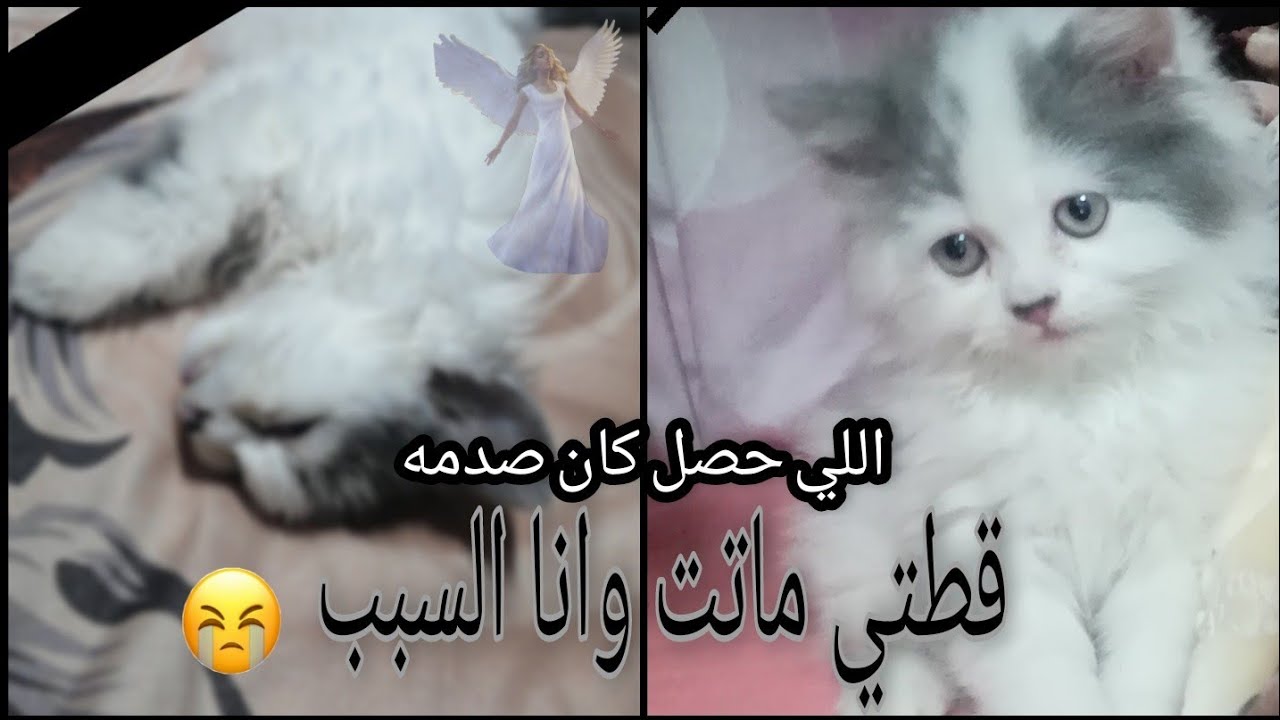 قطتي ماتت وانا كنت السبب واللي حصل كان صدمه اوعوا تغلطوا غلطتي ✋ الفيديو ده لمحبي الحيوانات فقط👌✖️