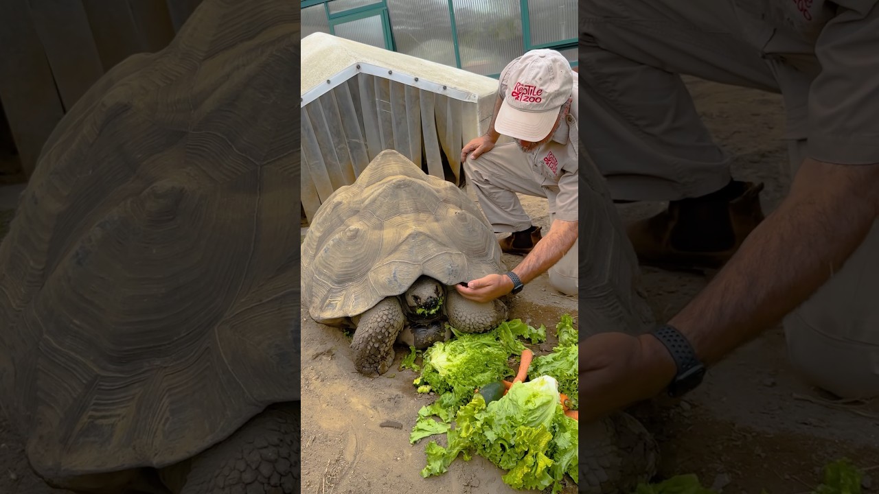 Feeding the Sweetest Tortoise🥰