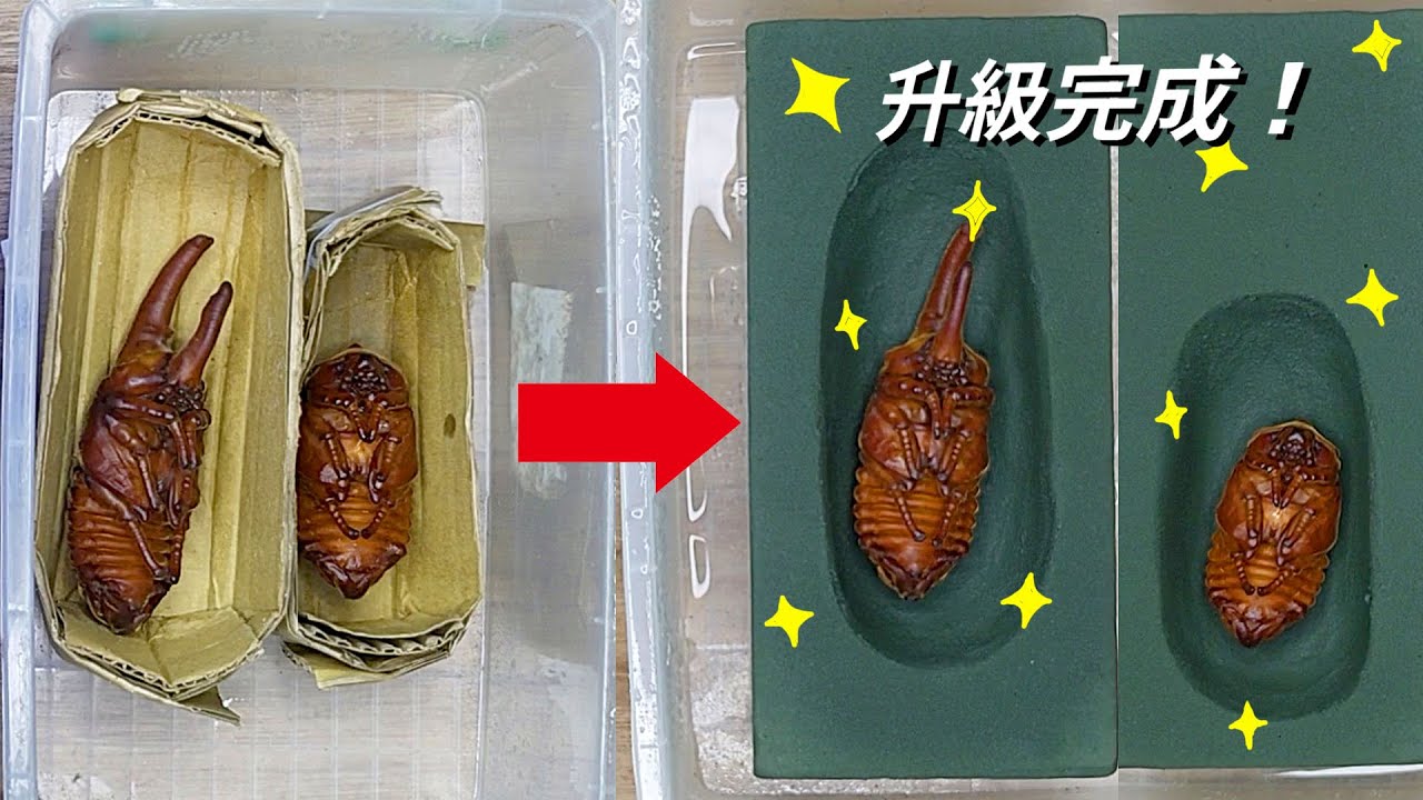 【山林蟲坊】插花海綿人工蛹室製作教學 | How to Make Oasis Floral Foam Artificial Pupal chambers