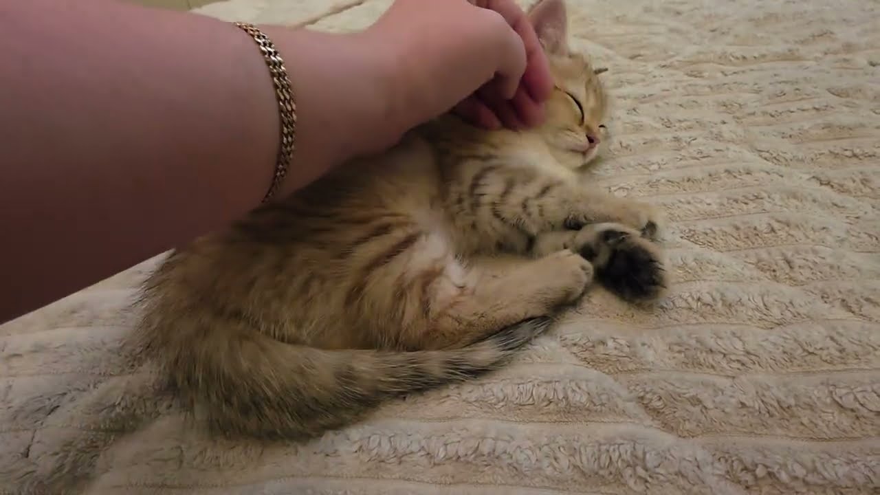 Как спит Гуччи 😊