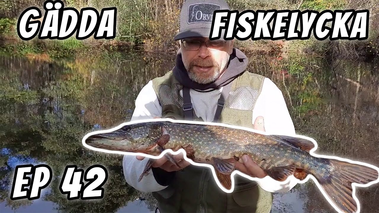 Spinnfiske Efter G&auml;dda i Viskan | Fiskelycka | Ep 42