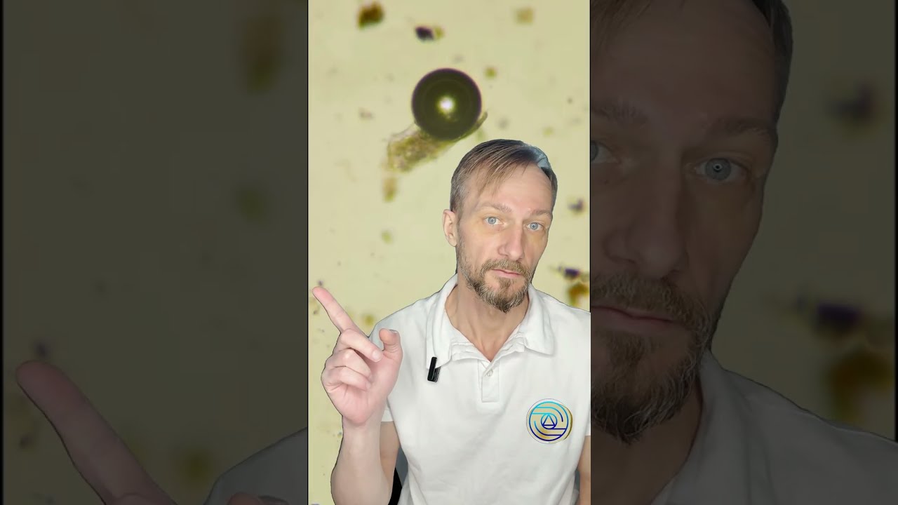Как перекись водорода действует на микроорганизмы