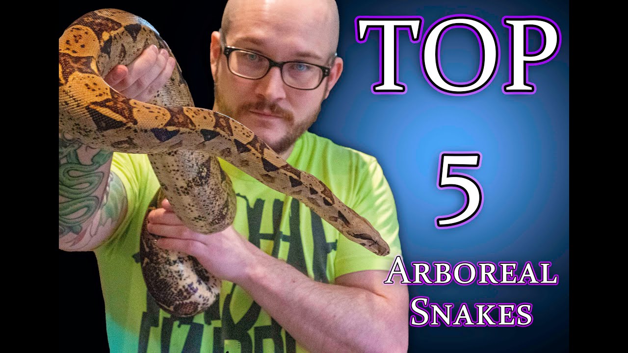 Top 5 BEST Arboreal and Semi Arboreal Pet Snakes