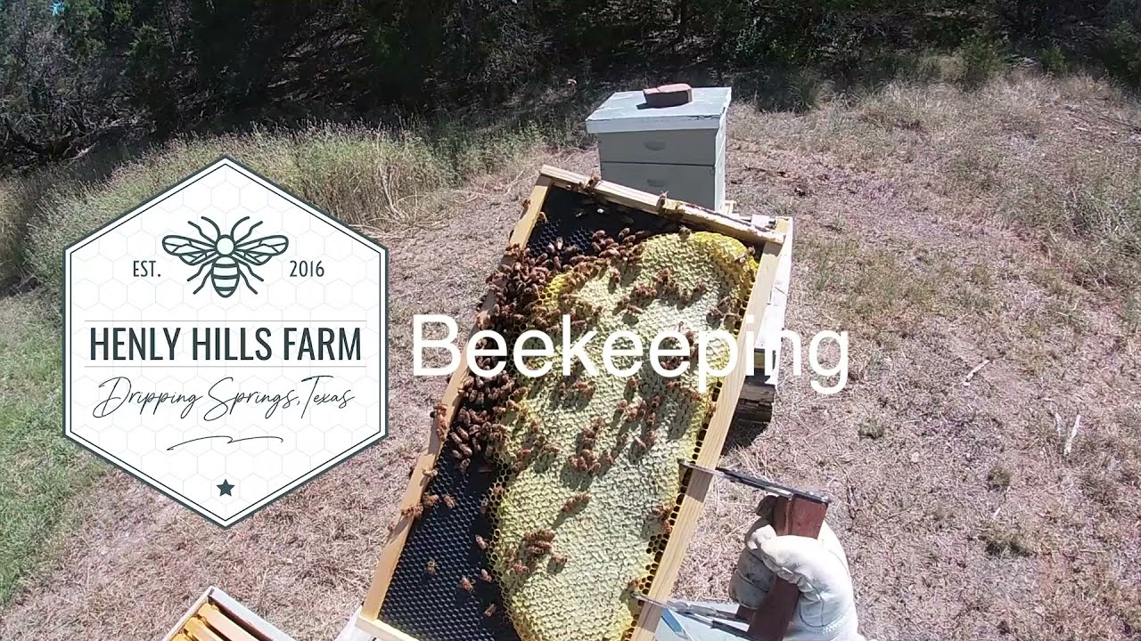 Build a Basic Top Bar Hive from Free Plans!