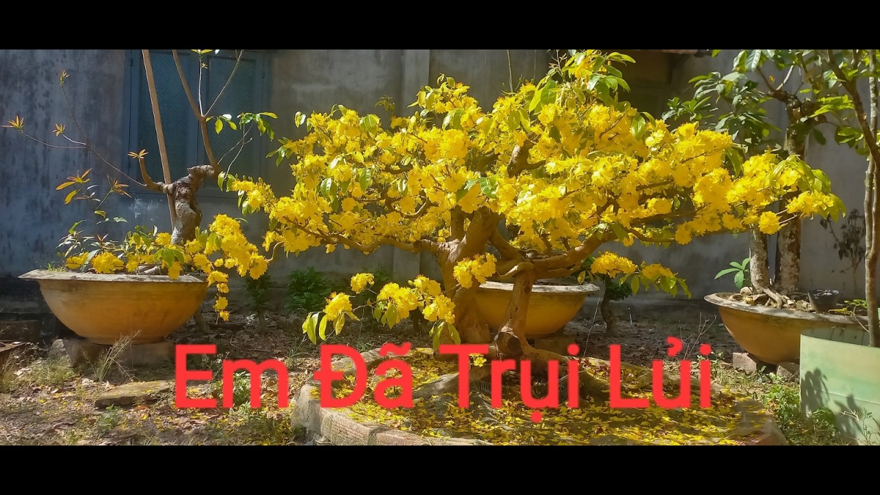 Xả tàn mai vàng sau tết