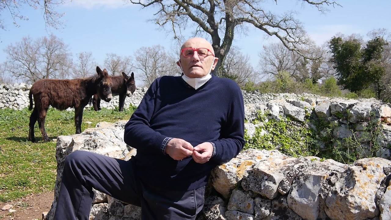 asino di martina