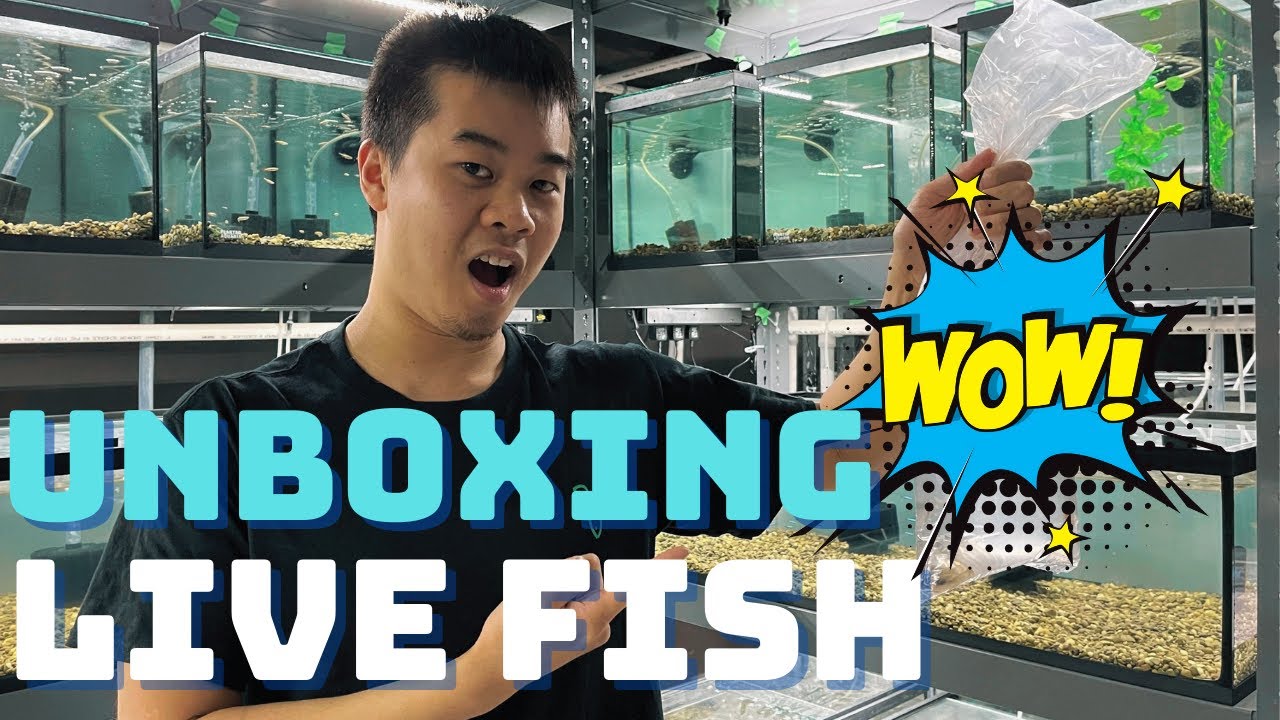 Our FIRST LIVESTOCK FISH Order!