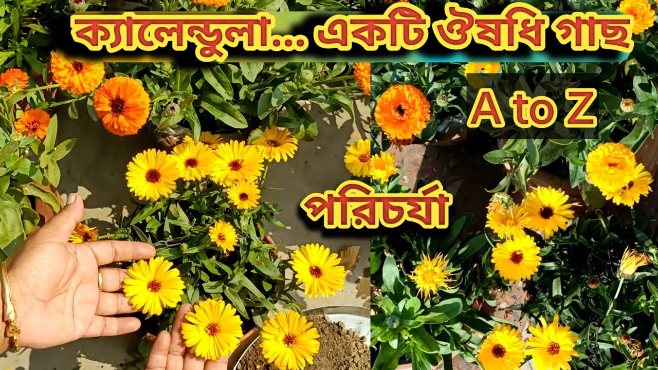 ক্যালেন্ডুলা/Calendula... একটি ঔষধি গাছ। পরিচর্যা A to Z.